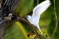 feenseeschwalbe, gygis alba, white tern, bird island, seychellen